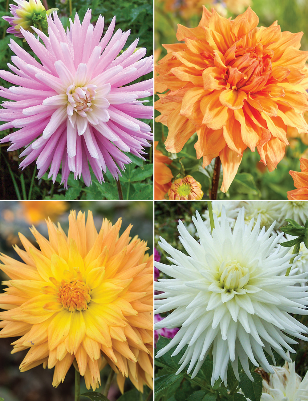 Delbard Dahlias Collection