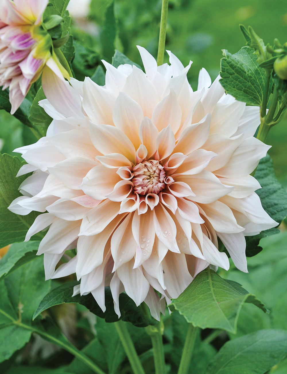 dahlia cafe au lait