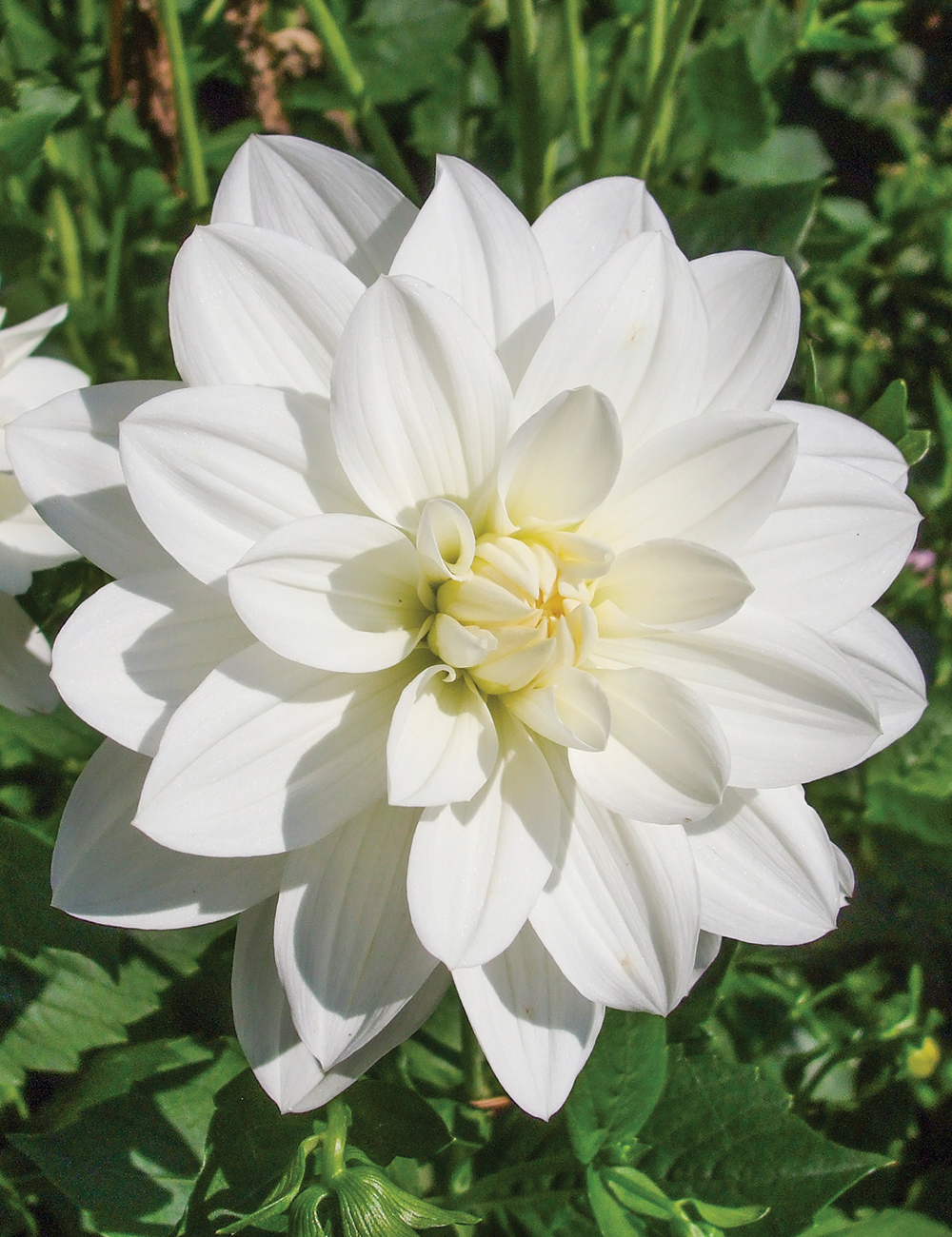 Dahlia Cream Puff