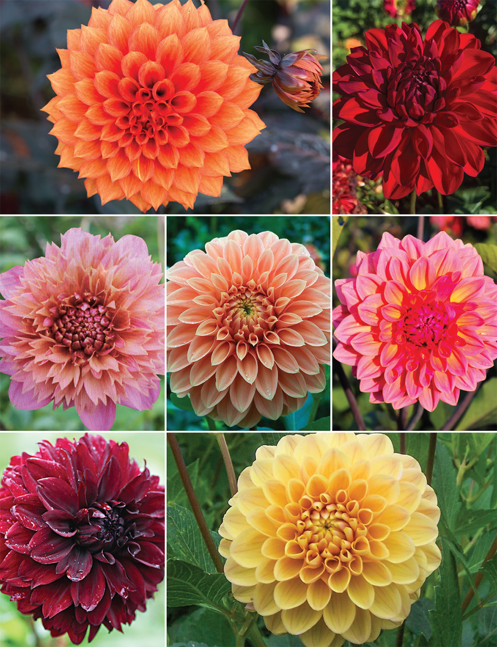 Warm Tones Dahlia (reduced) Collection