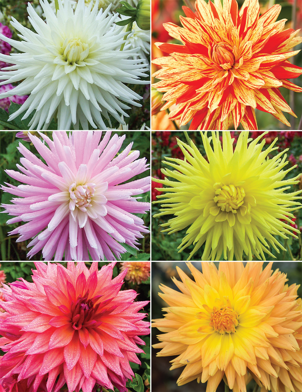 Delbard Dahlias Collection