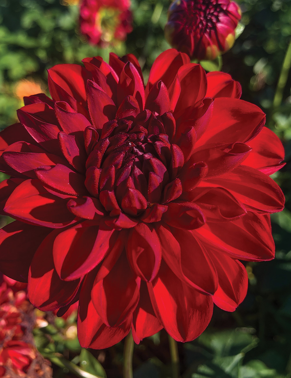 Dahlia 'Dragon's Blood'