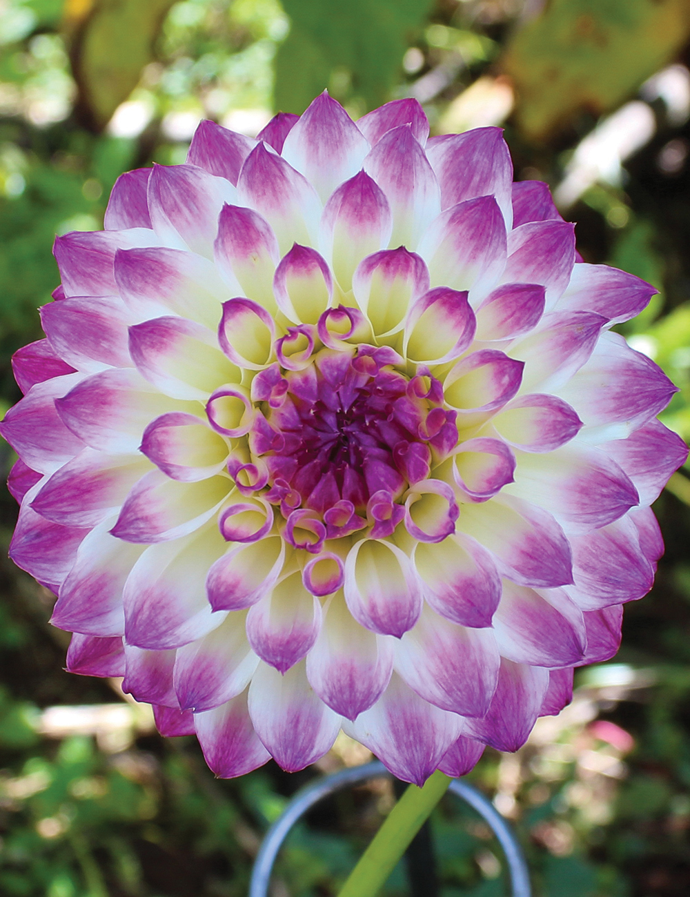 Dahlia 'Formby Art'