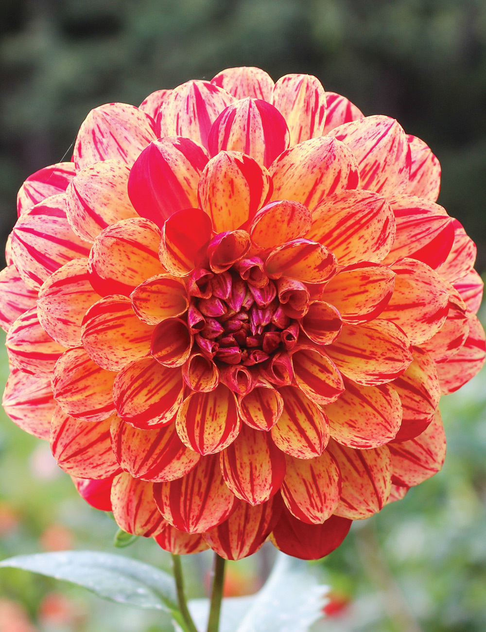 Dahlia 'Bushfire'