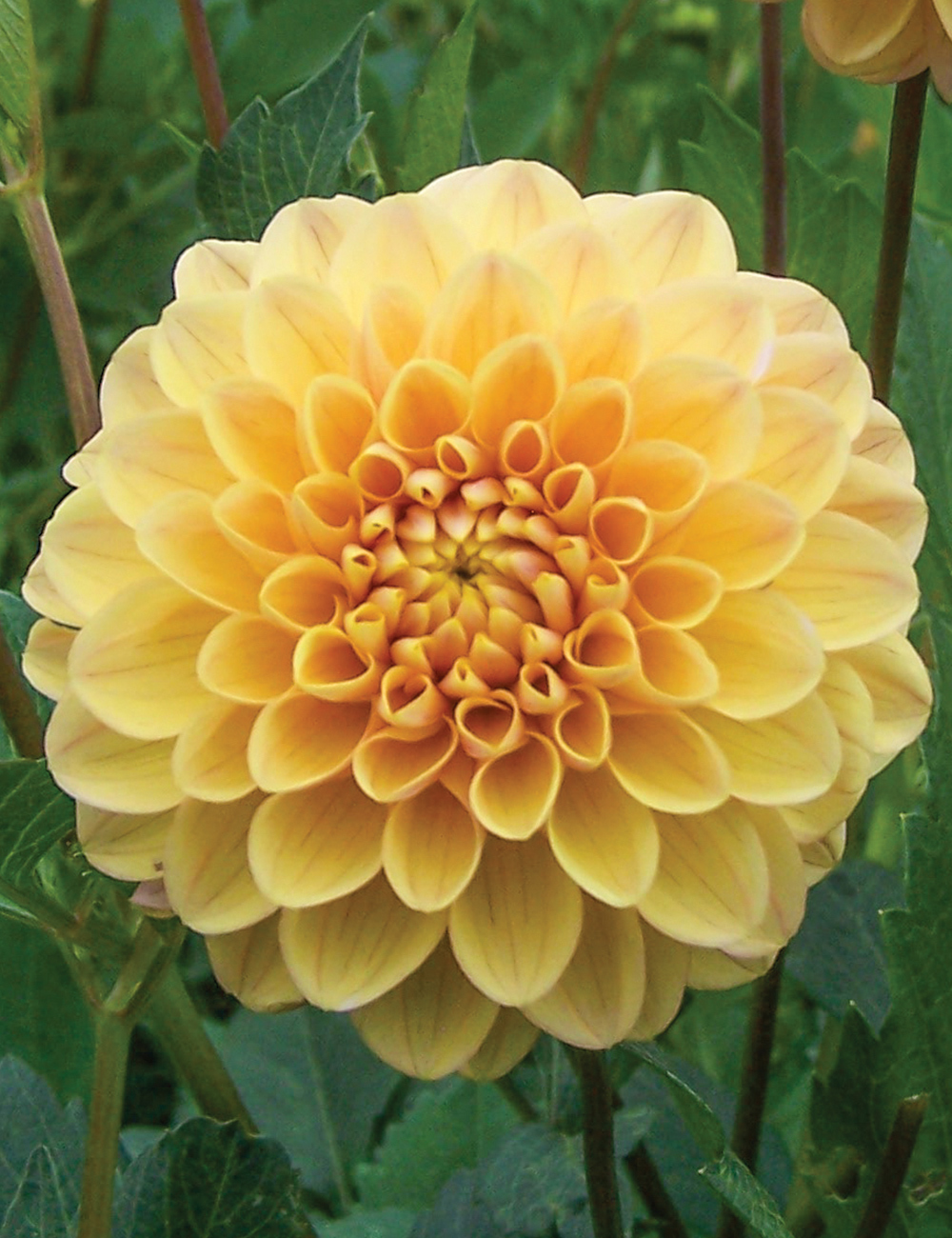 Dahlia 'Honeycomb'