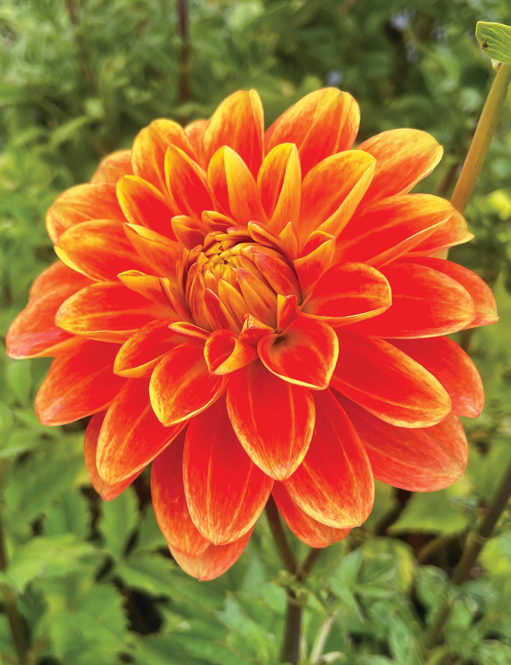 Dahlia 'Hot Coals'