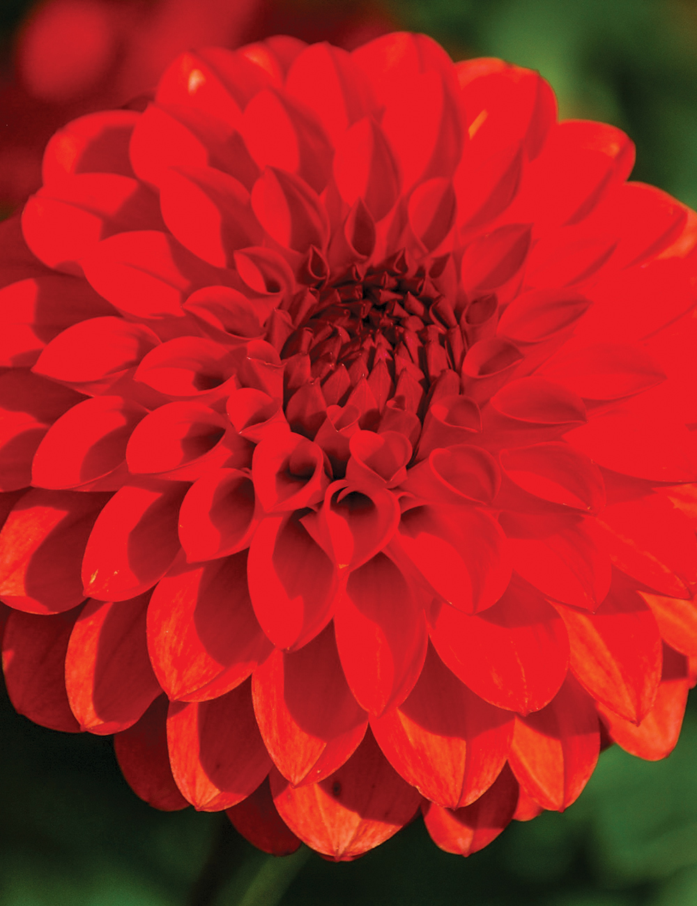 Dahlia Hot Shot