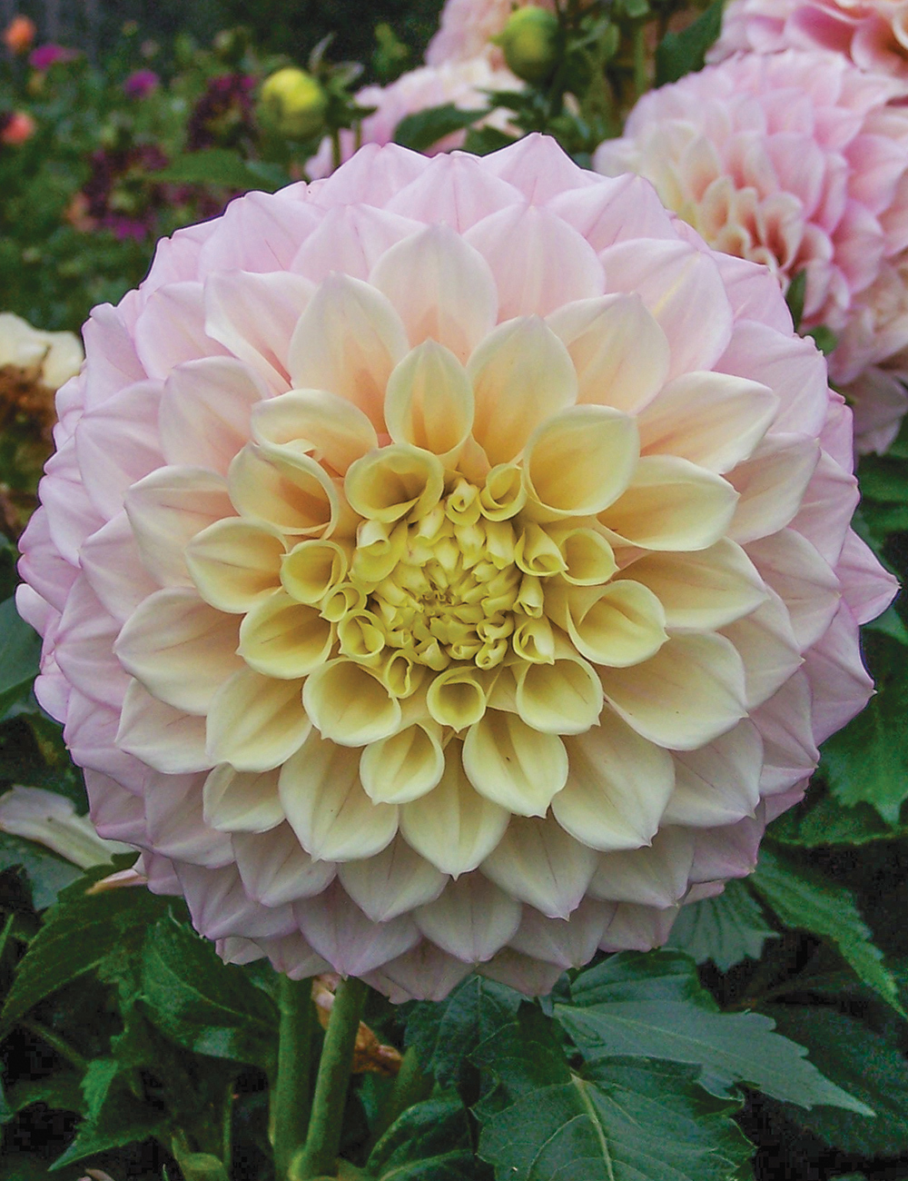 Dahlia 'Jodie Lynn'