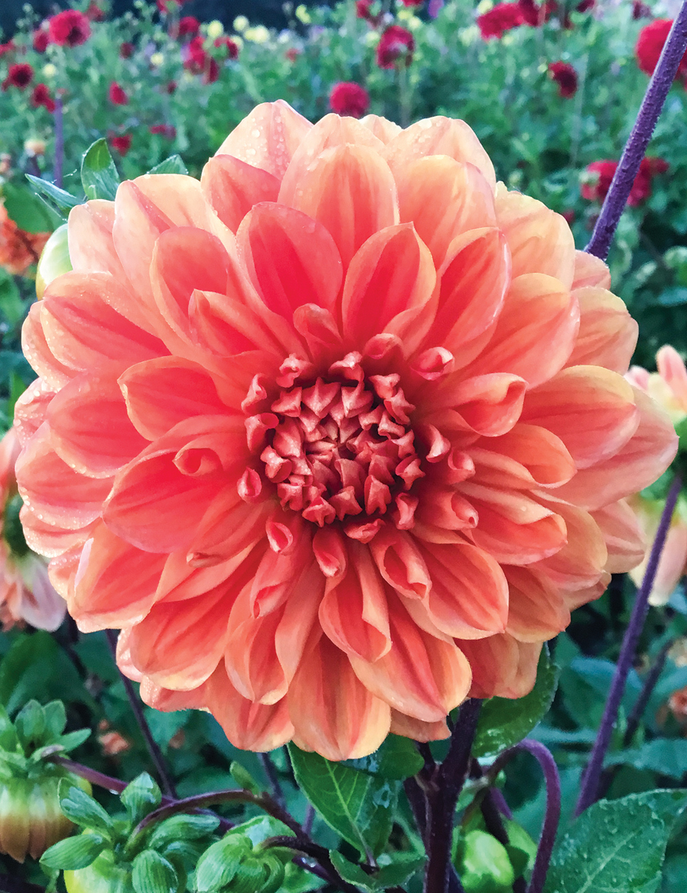 Dahlia 'Kwinana Gold'