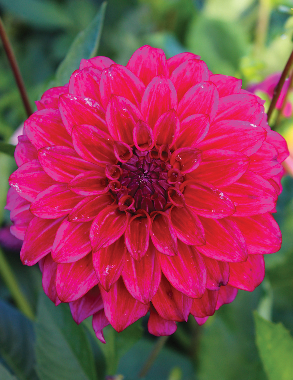 Dahlia 'Kashmir'