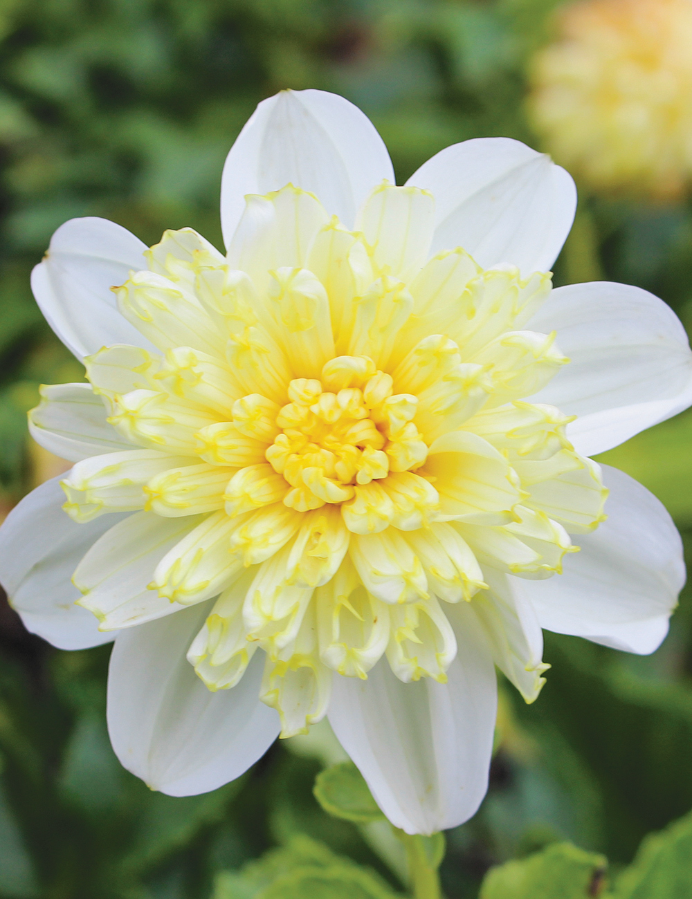 Anemone Dahlias Lemon Sorbet