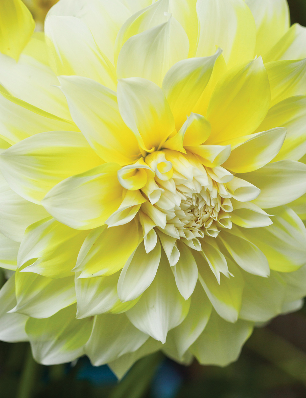 Dahlia Lemon Snow