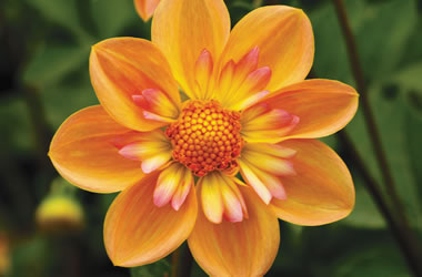 (7A) Dahlia Moon Bay