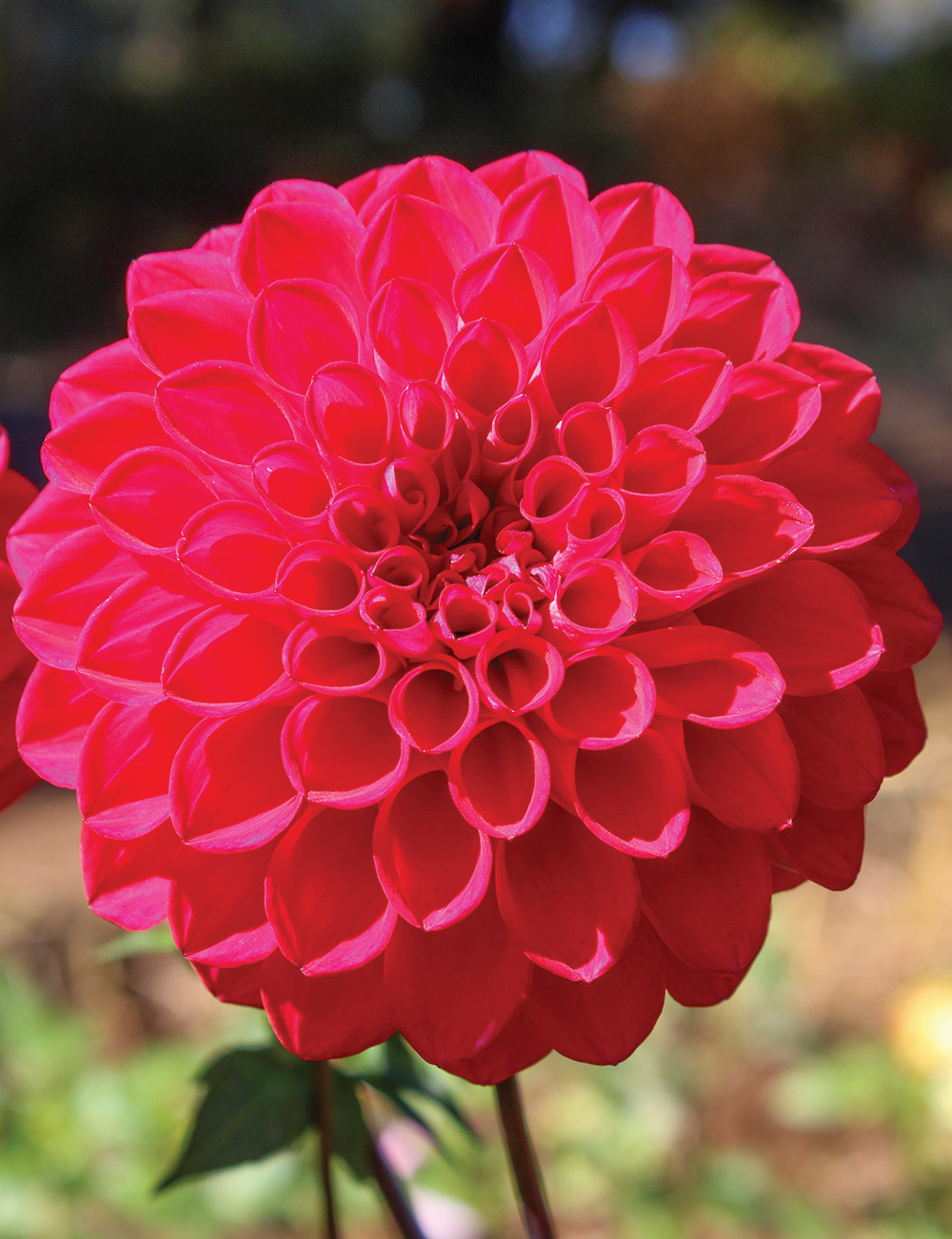 Dahlia 'Melancholy'