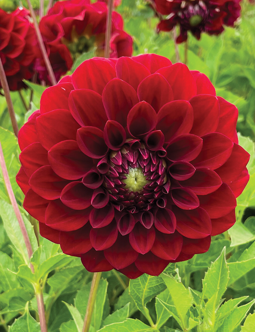 Dahlia 'Moulin Rouge'