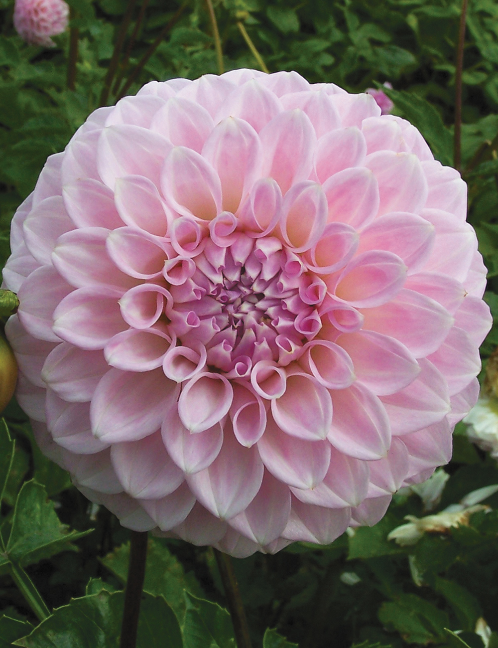 Dahlia 'Marshmallow'