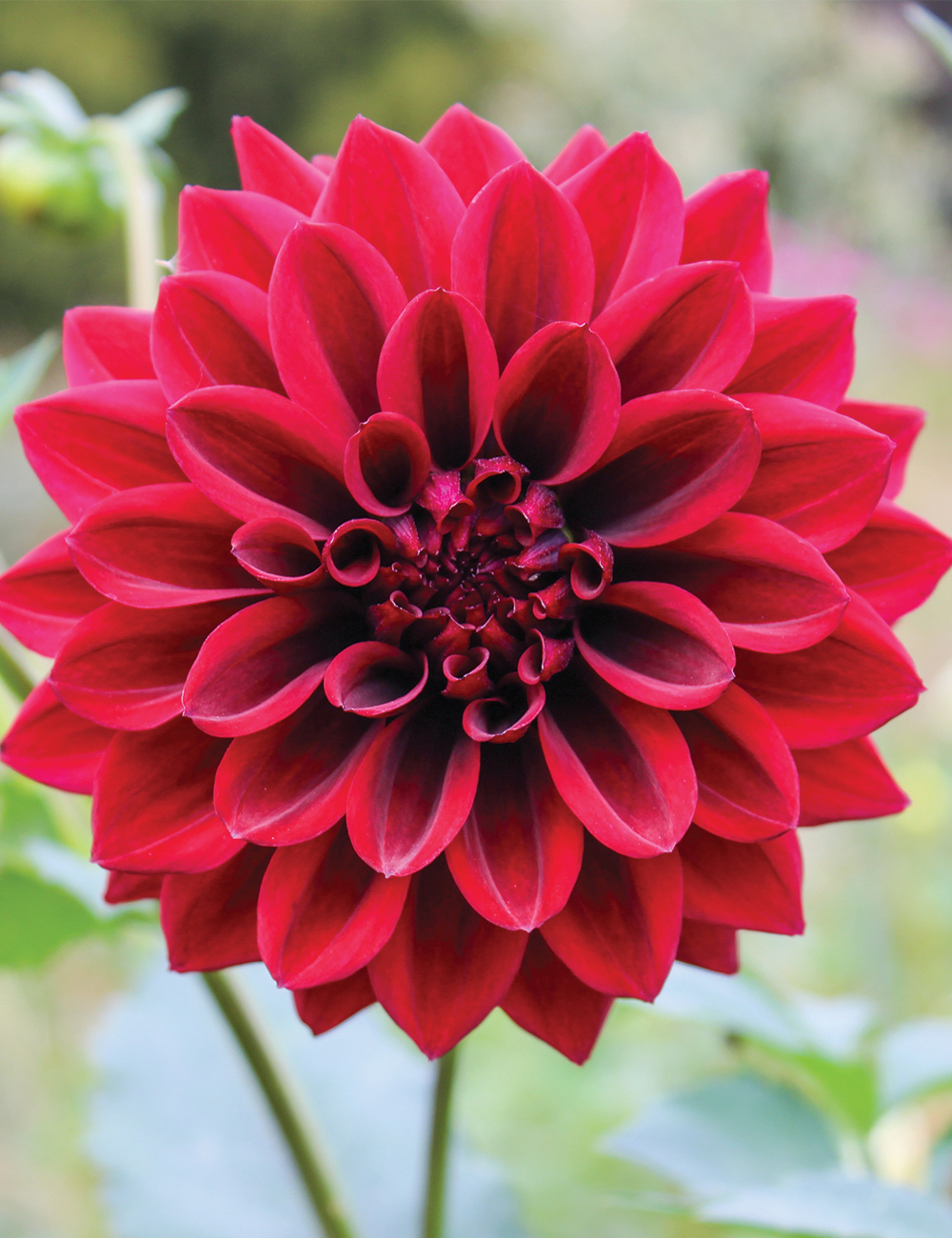 Dahlia 'Ned Kelly'