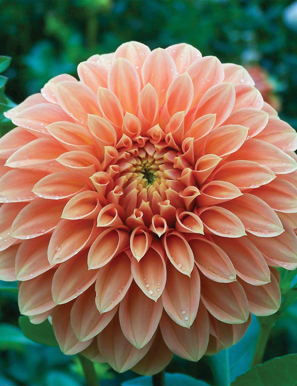 Dahlia 'Palomino'