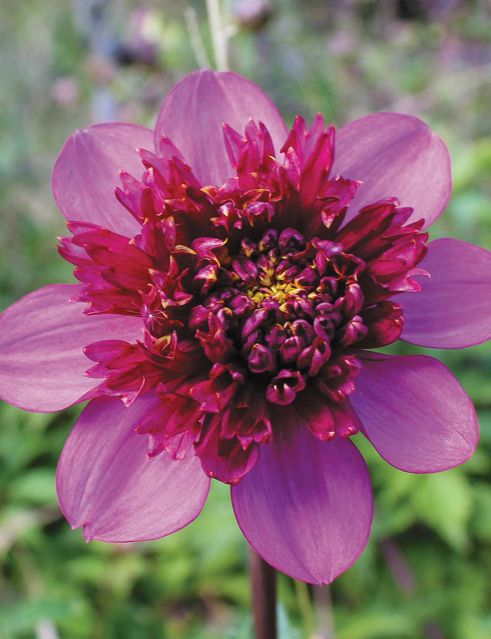 Dahlia 'Purex'