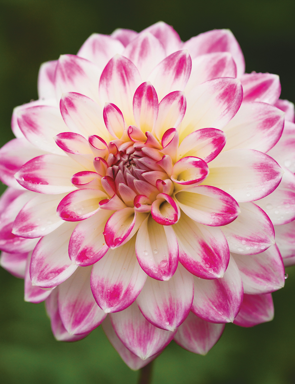 Dahlia 'Sweetheart'