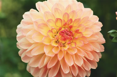Dahlia Sunset