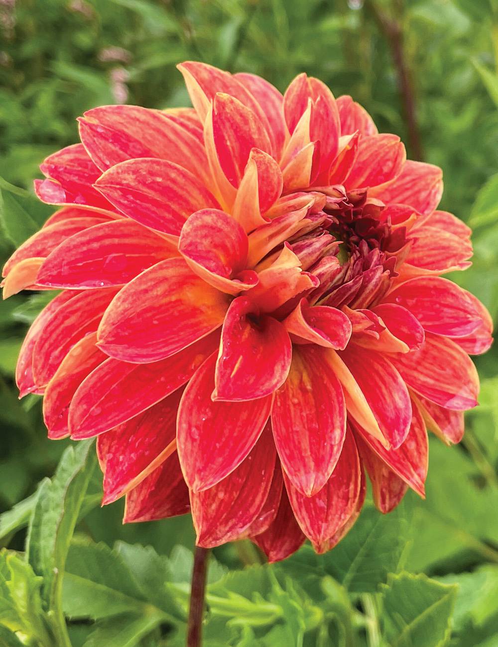 Dahlia 'Van Gogh'
