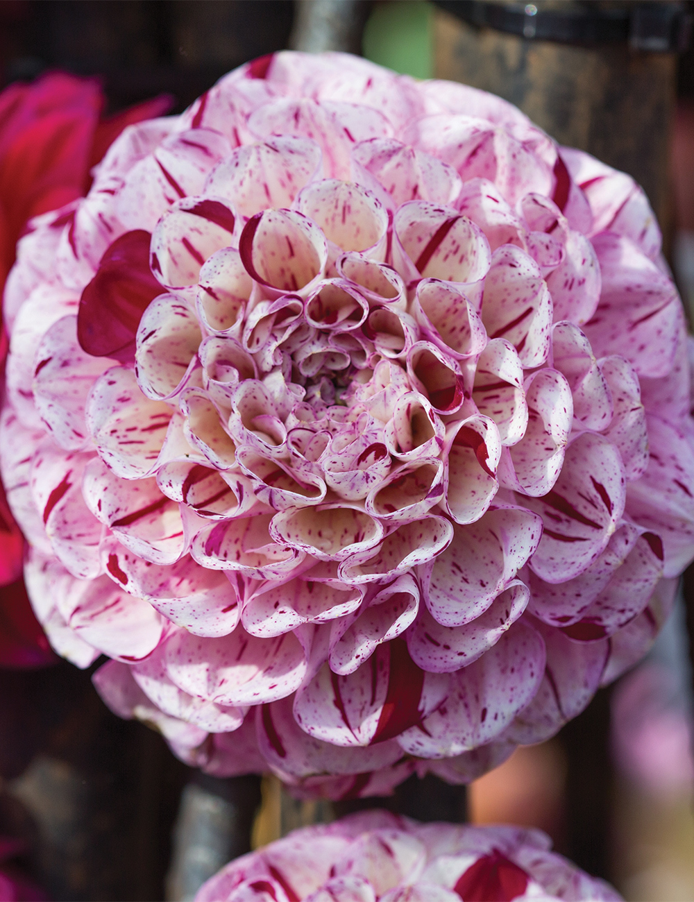 Dahlia 'Wine Dot'