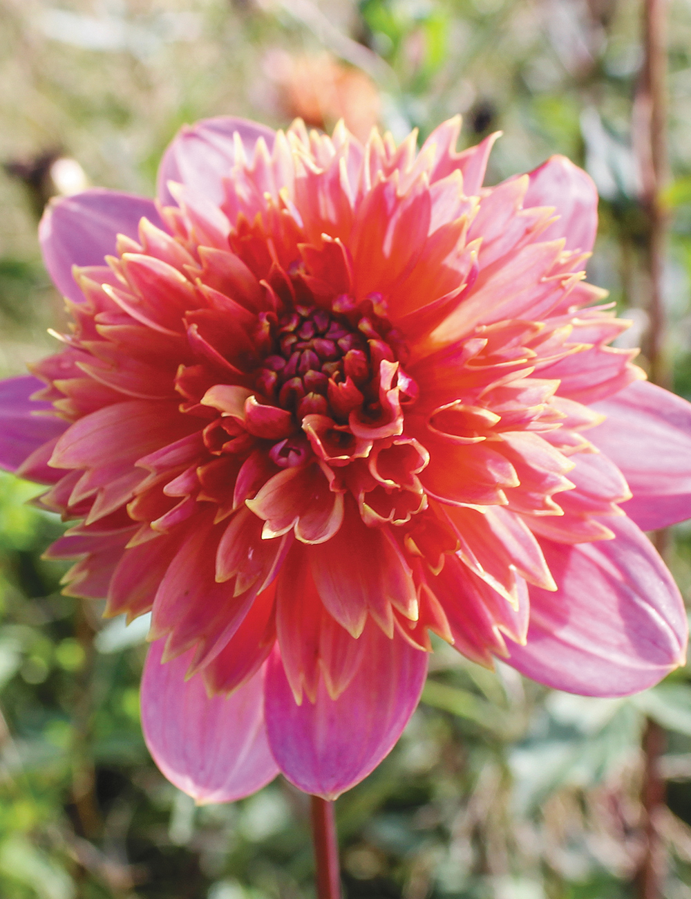 Anemone Dahlias Wonderland