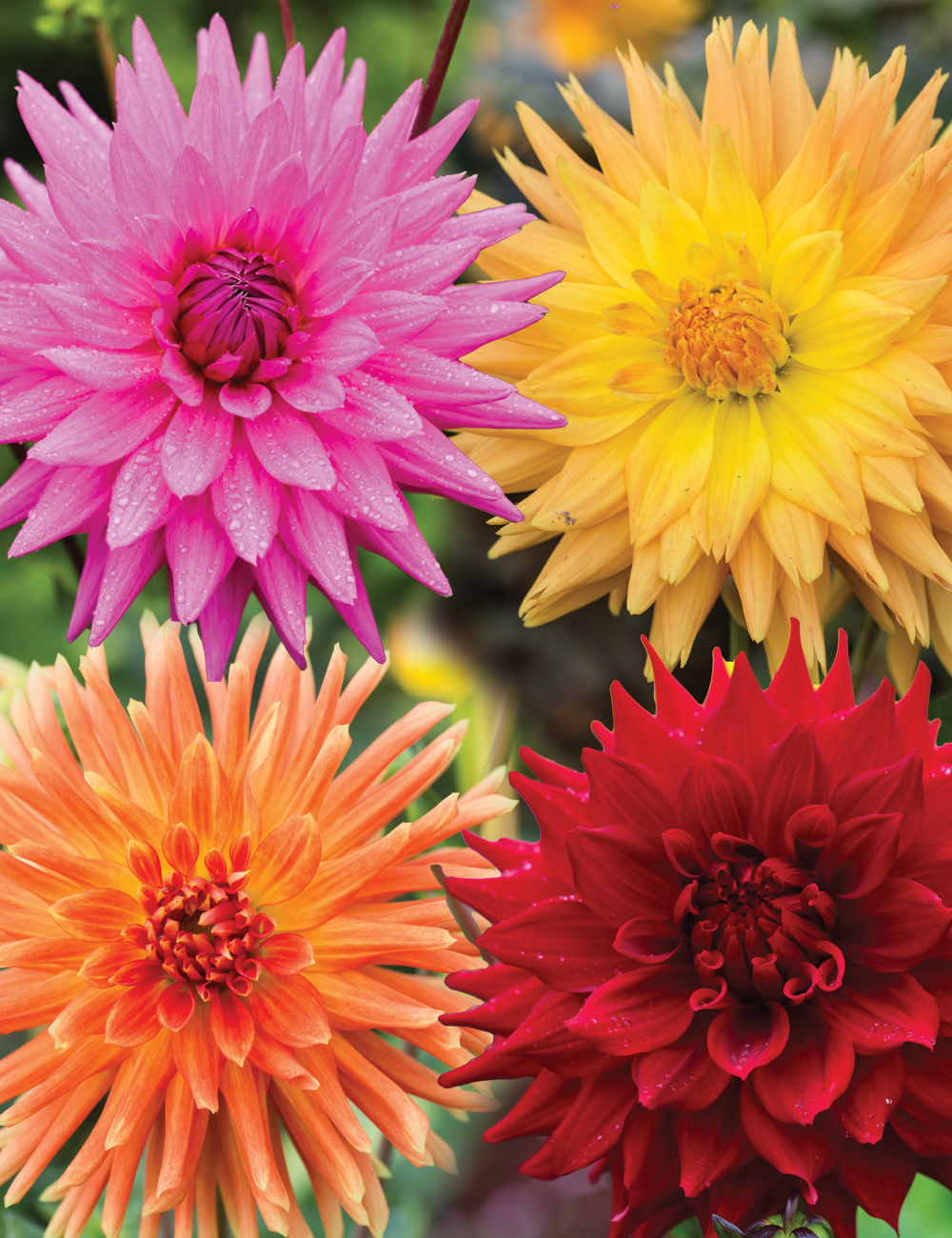 Cacti Dahlias Mixed