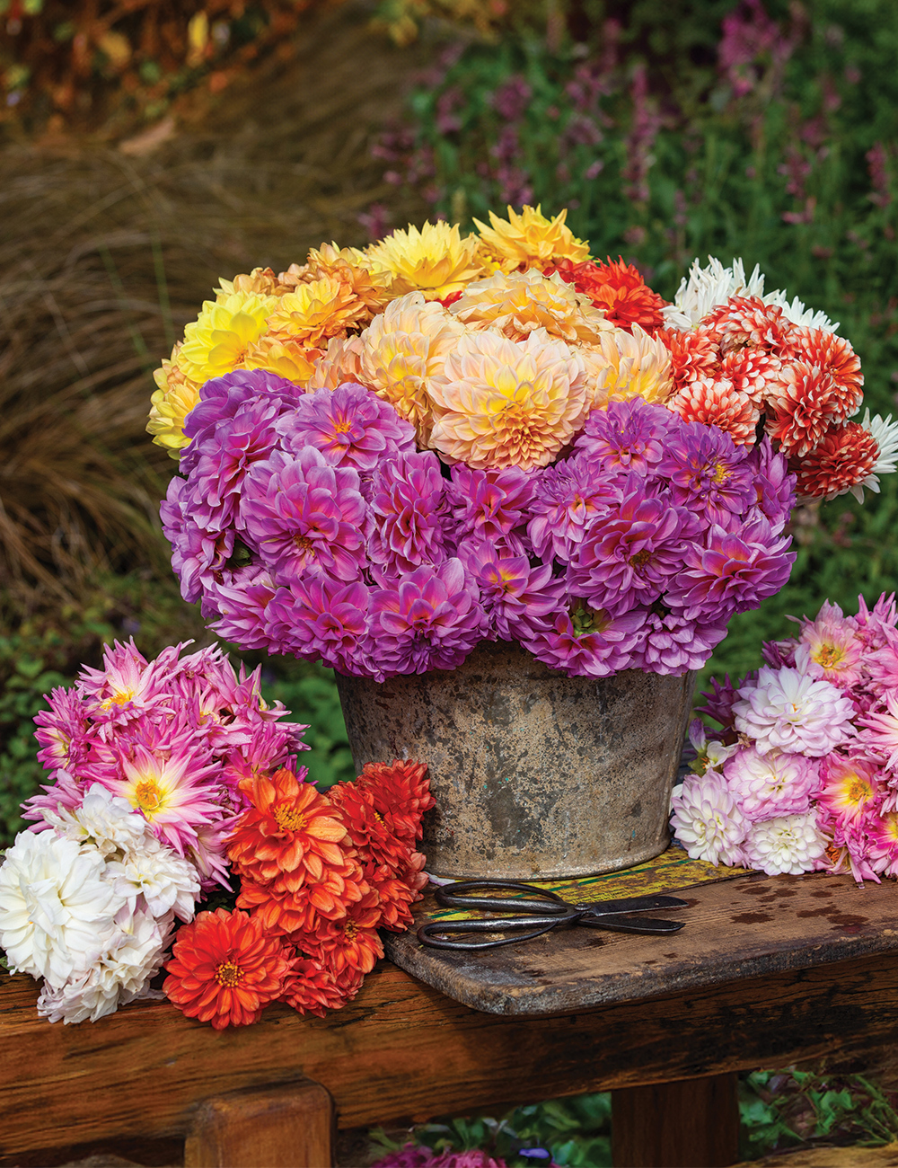 BULK BUY Decorative Dahlias Mixed