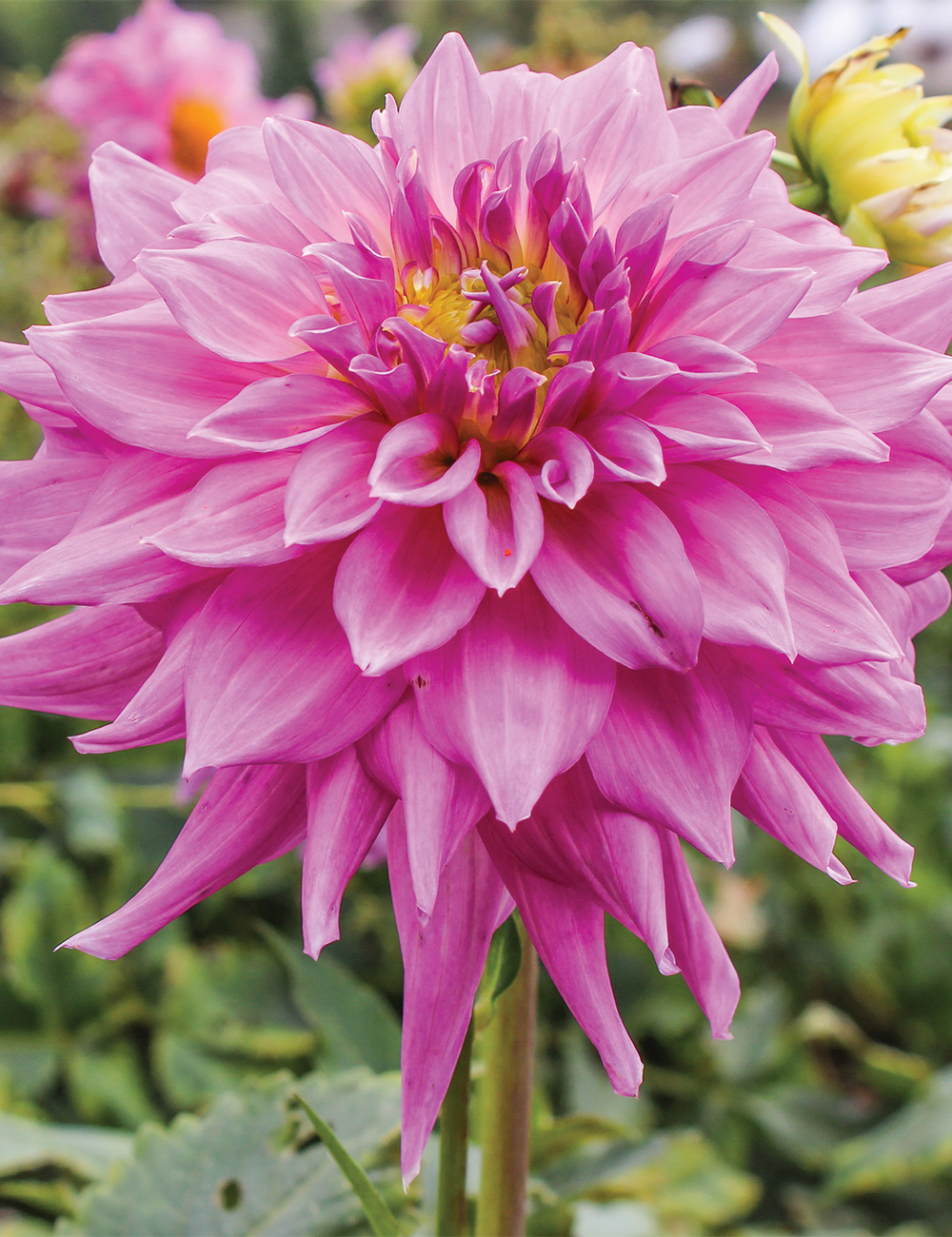 Dahlia Sir Alf Ramsay