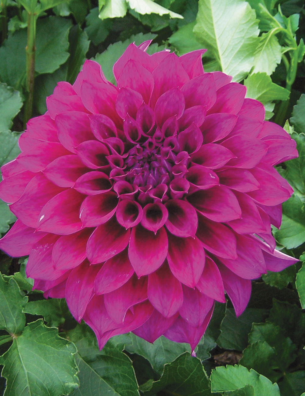 Dahlia 'Blue Edge'