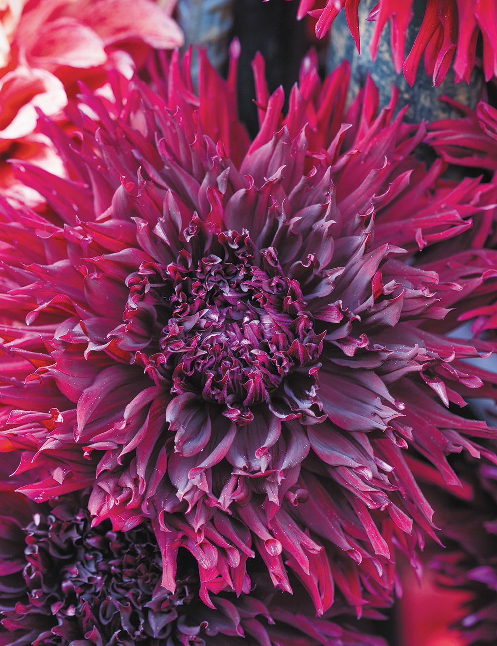 Dahlia 'Black Macopa'