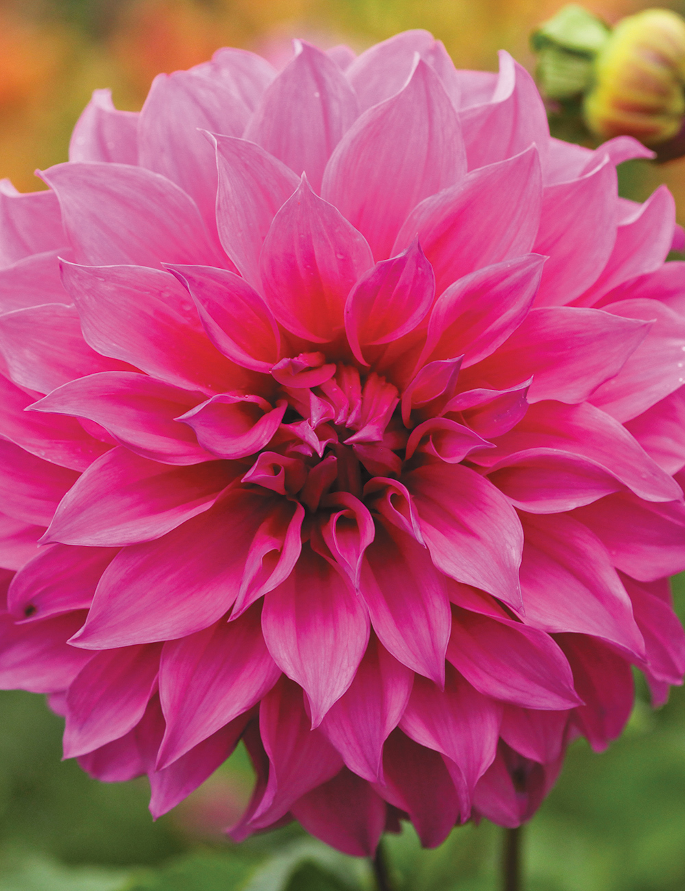 Dahlia 'Candy'