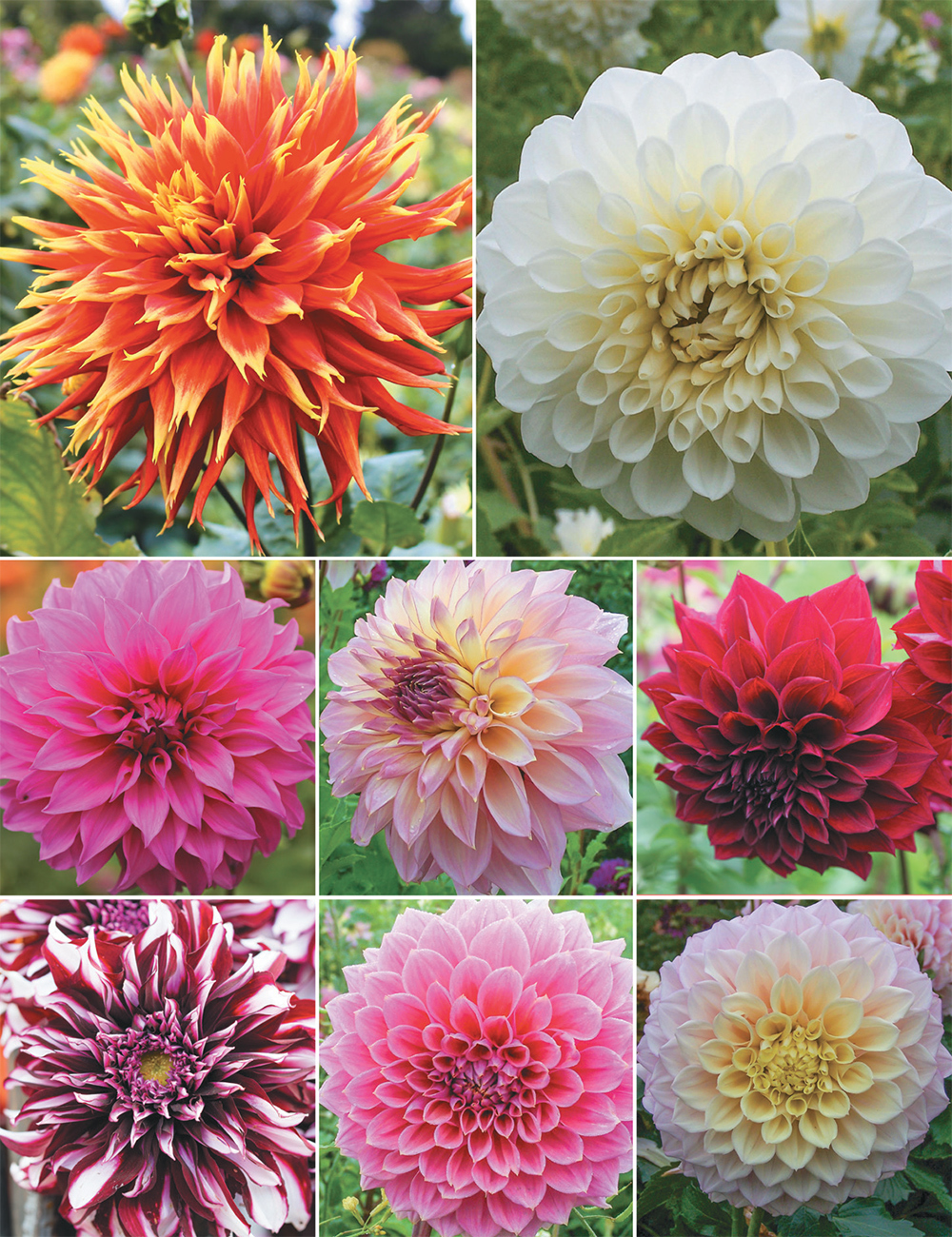 Dinner Plate Dahlias (reduced) Collection