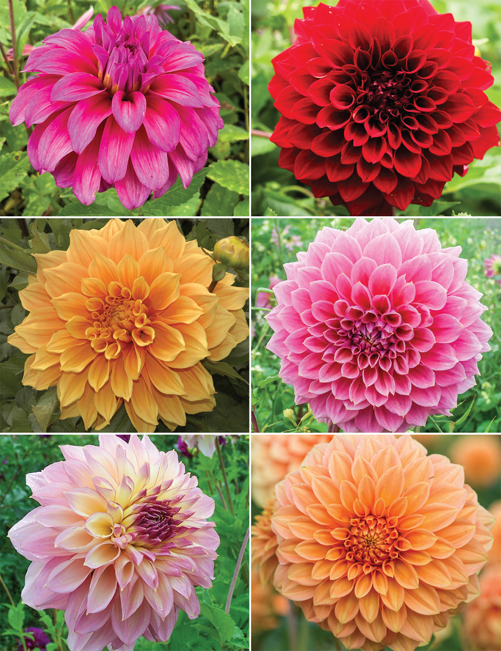 Dinner Plate Dahlias (reduced) Collection