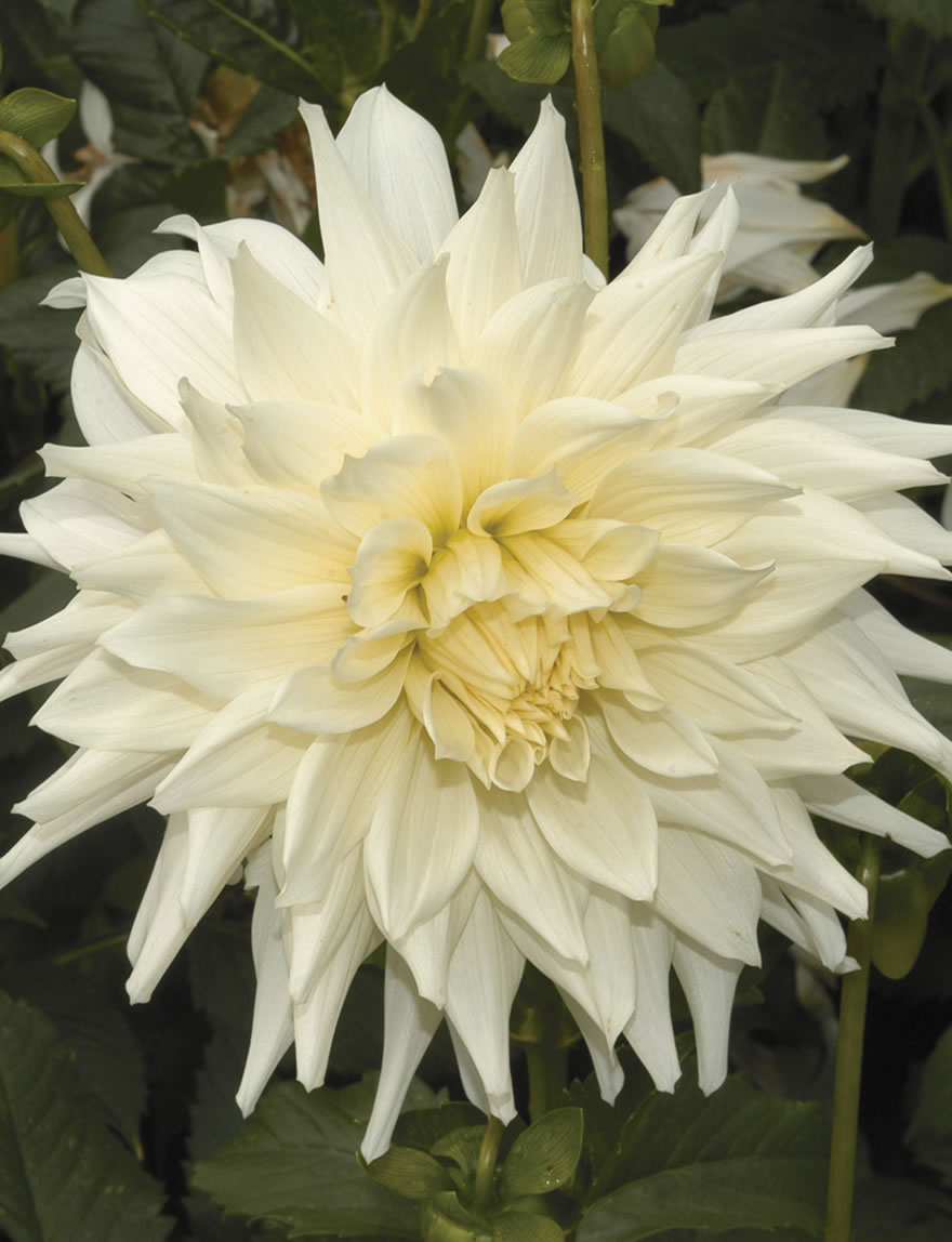 Dinner Plate Dahlias Earle