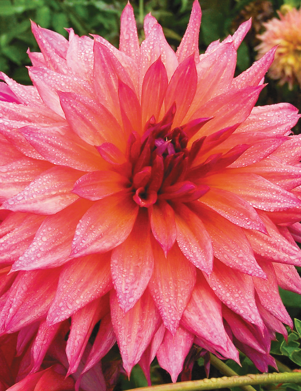 Dahlia 'French Watermelon'