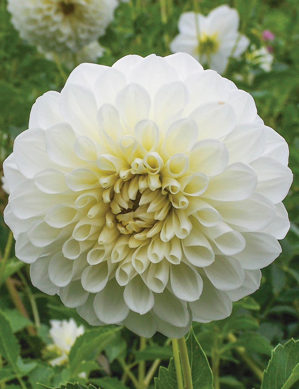 Dahlia 'Goddess'