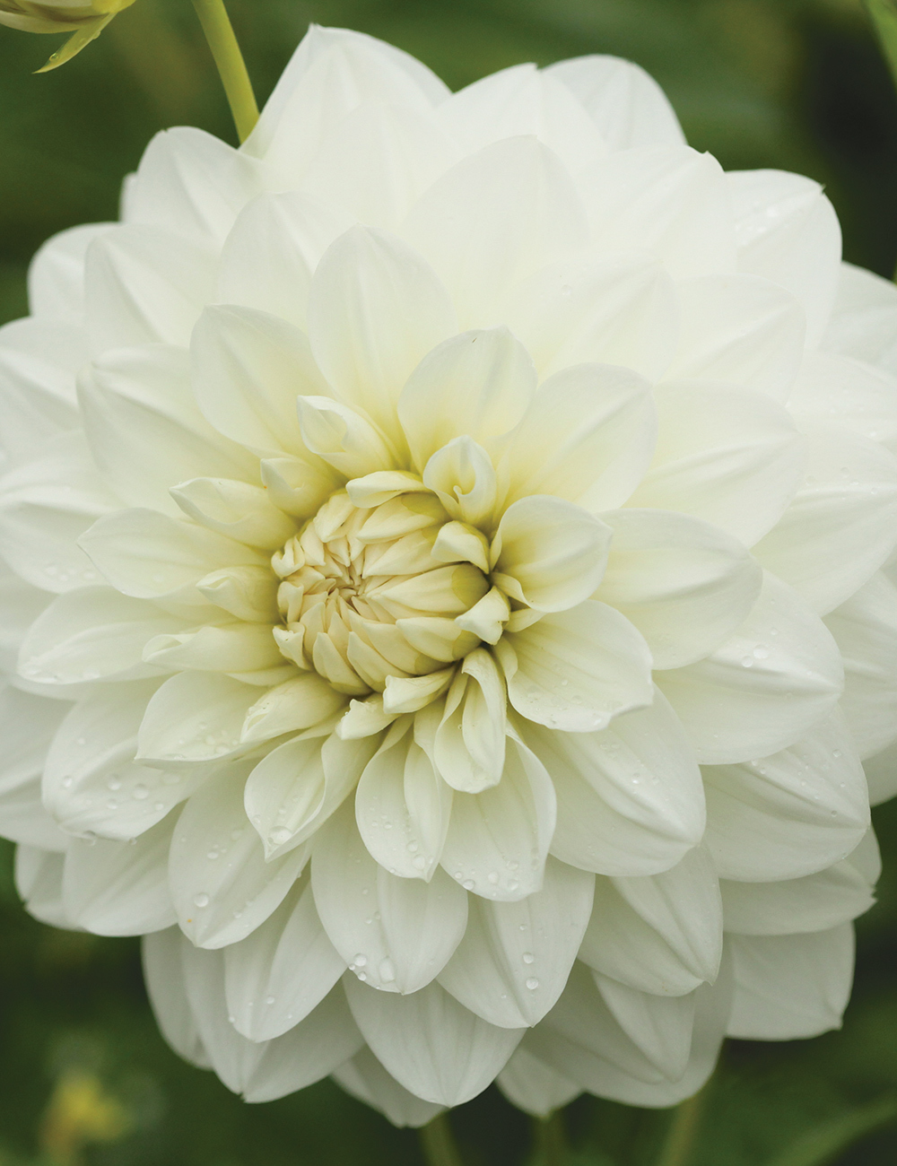 Dahlia 'Joy Burkitt'