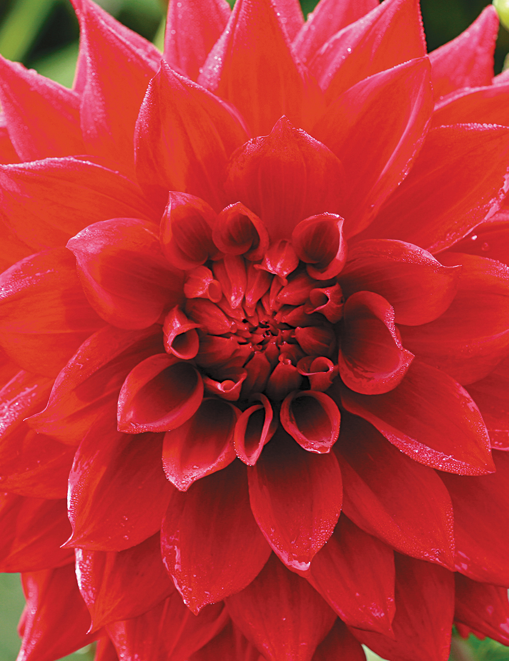 Dahlia 'Kenora Wildfire'