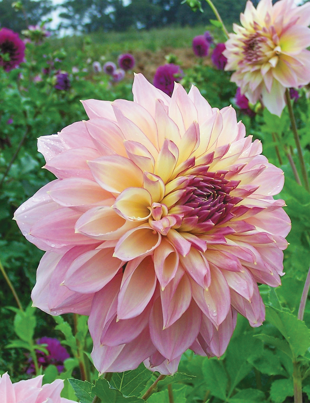 Dahlia 'Kotara'