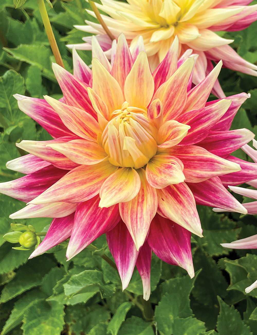 Dahlia 'Max Mann'