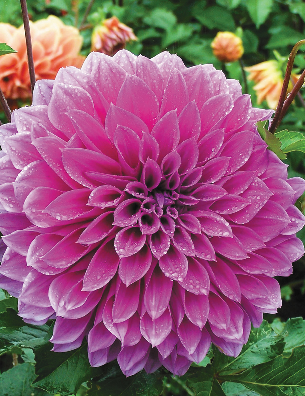 Dahlia 'Oberon'