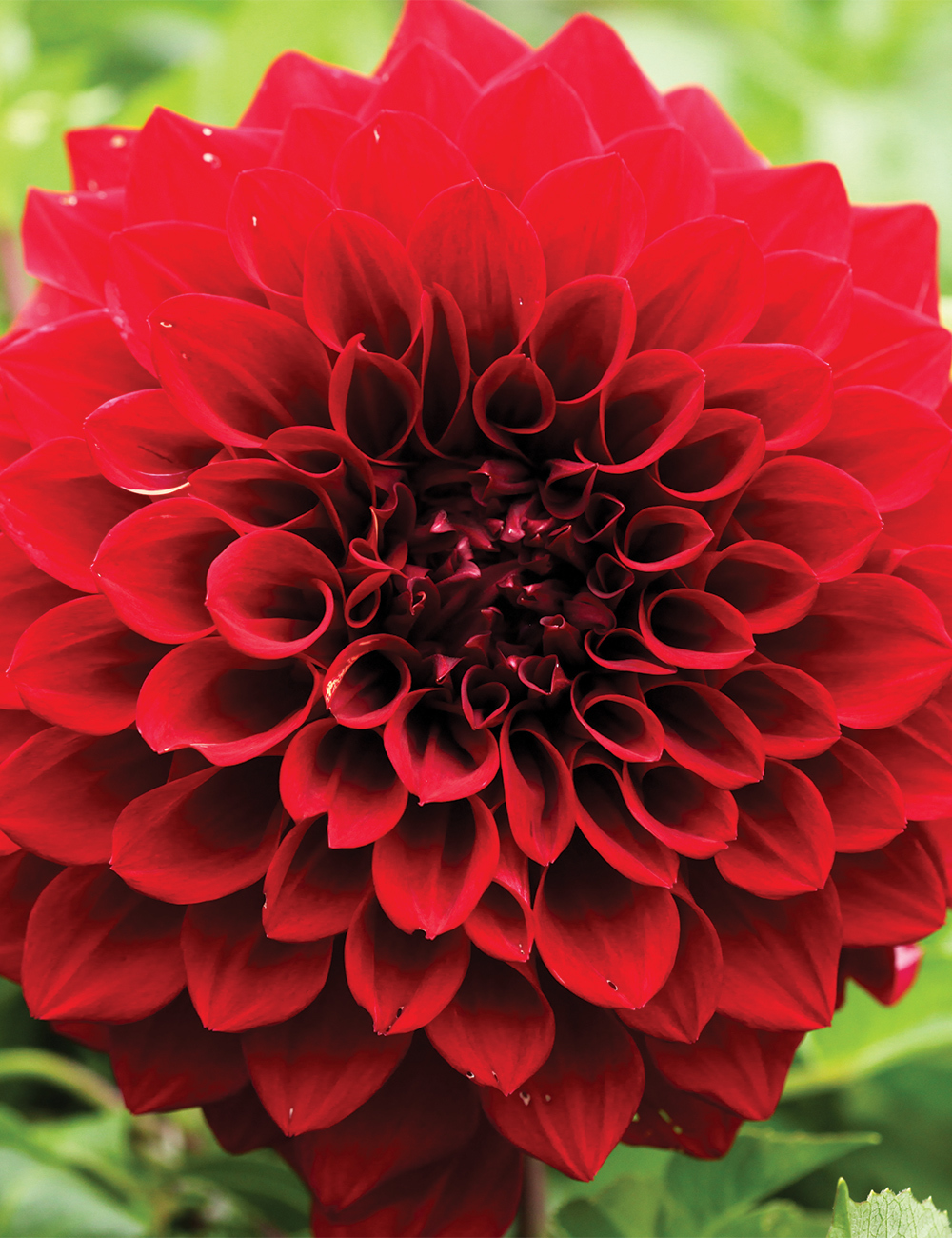 Dahlia Red Tiger