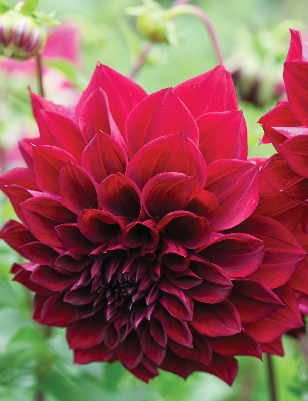 Dahlia 'Thelma Maude'