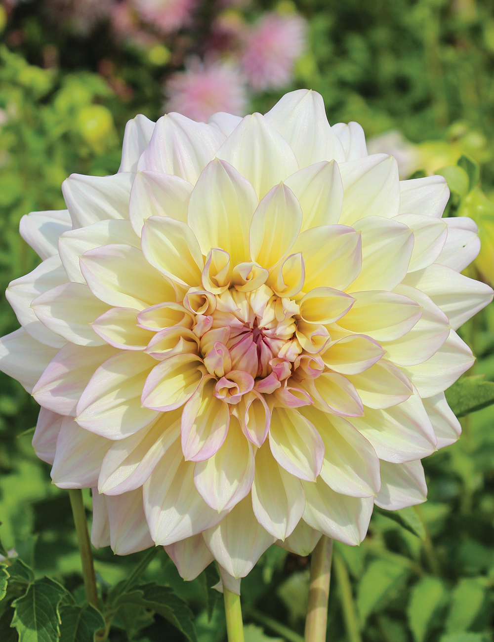 Dahlia 'Tom Wynton'