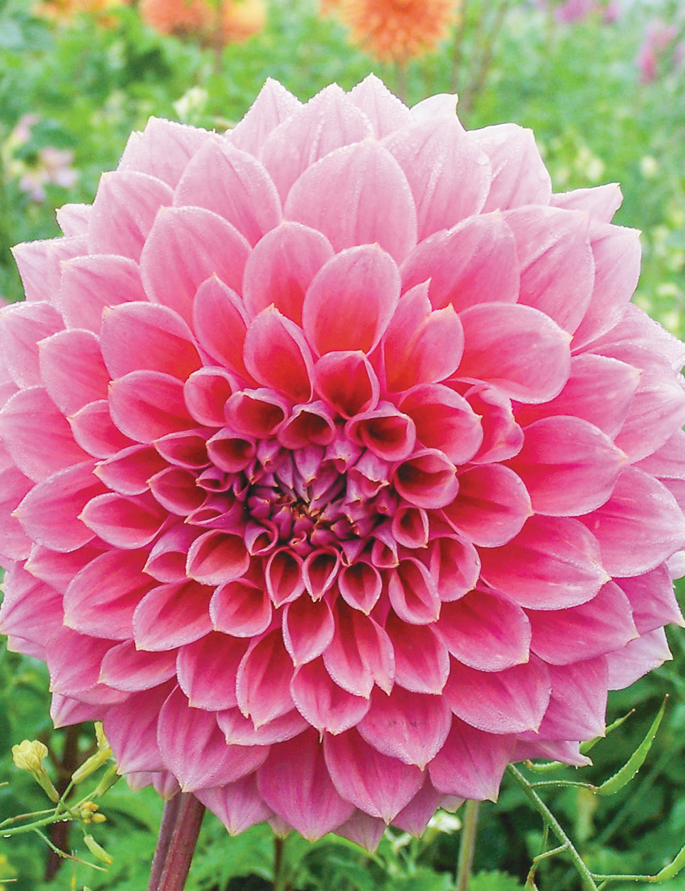 Dahlia 'Under The Sea'