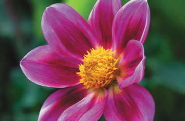 Dahlia Marie Antoinette