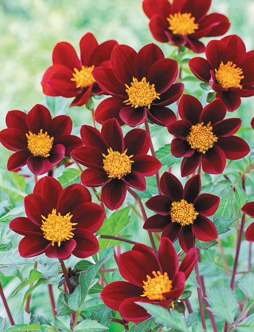 Bambino Dahlia Burgundy